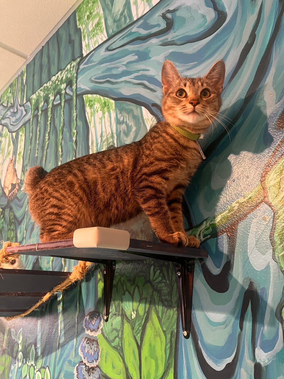 Purrfect Pause Cat Cafe photo 6