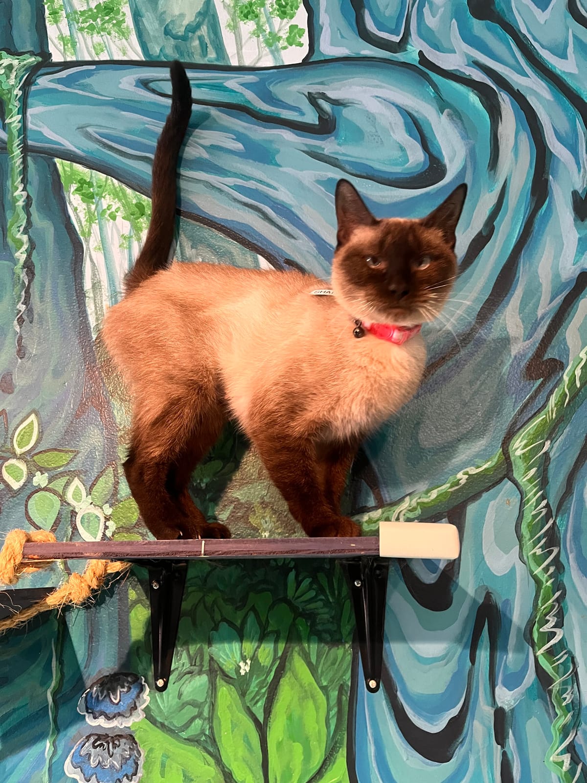 Purrfect Pause Cat Cafe photo 2