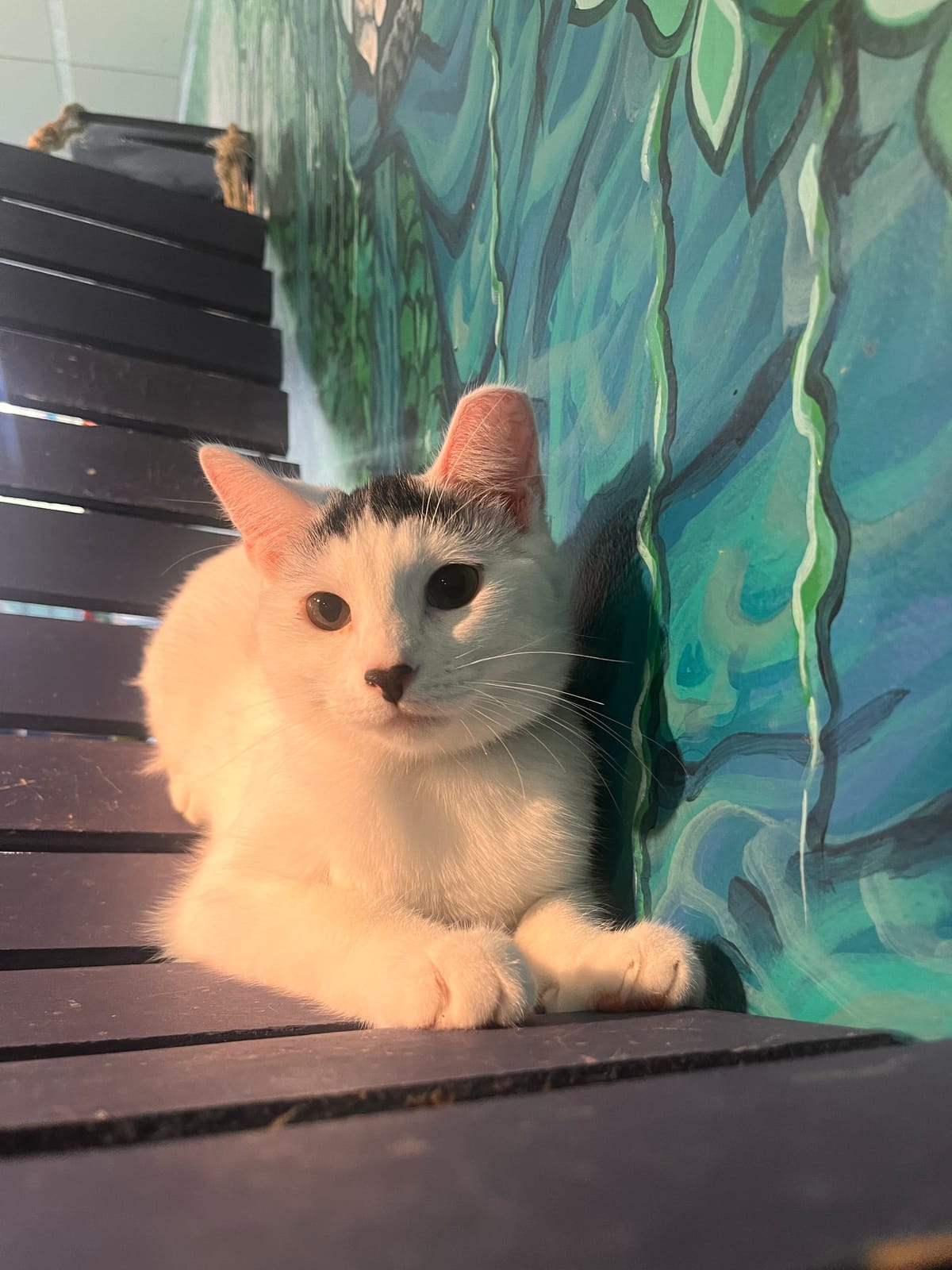 Purrfect Pause Cat Cafe photo 8