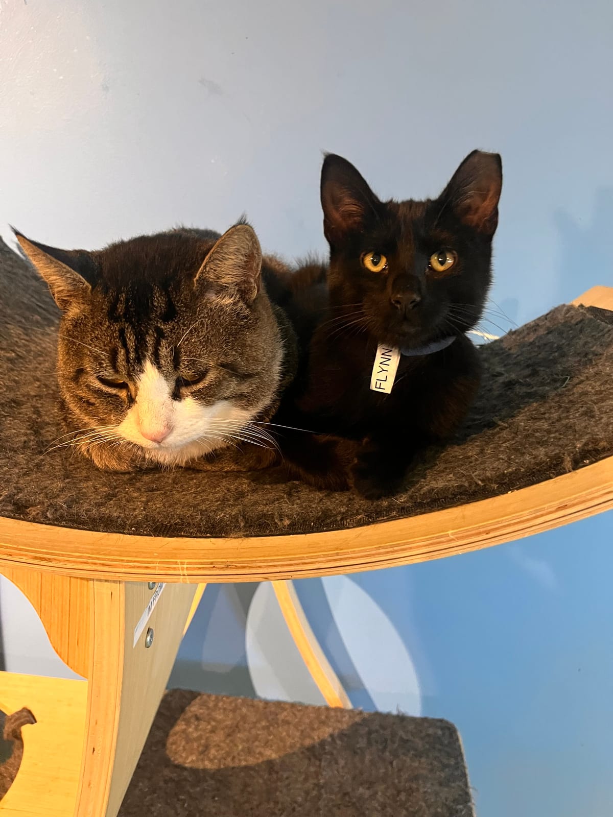 Purrfect Pause Cat Cafe photo 7