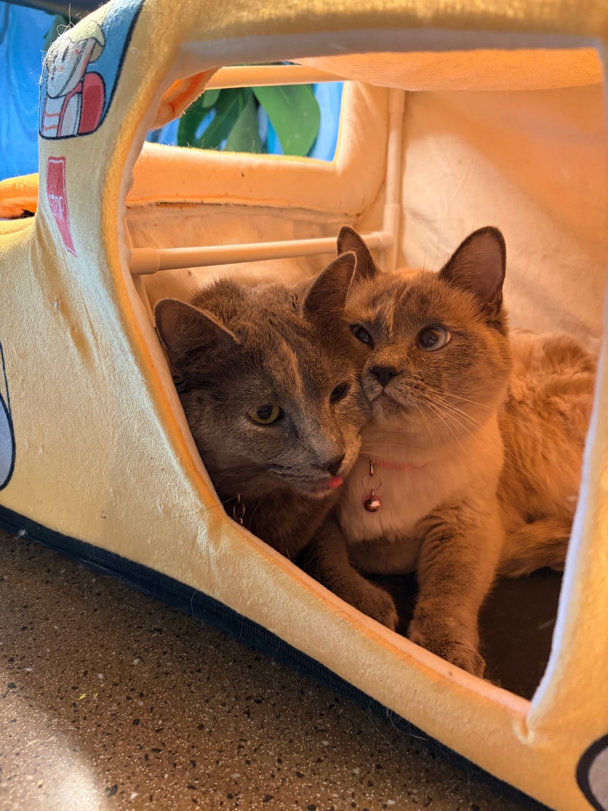 Purrfect Pause Cat Cafe photo 9