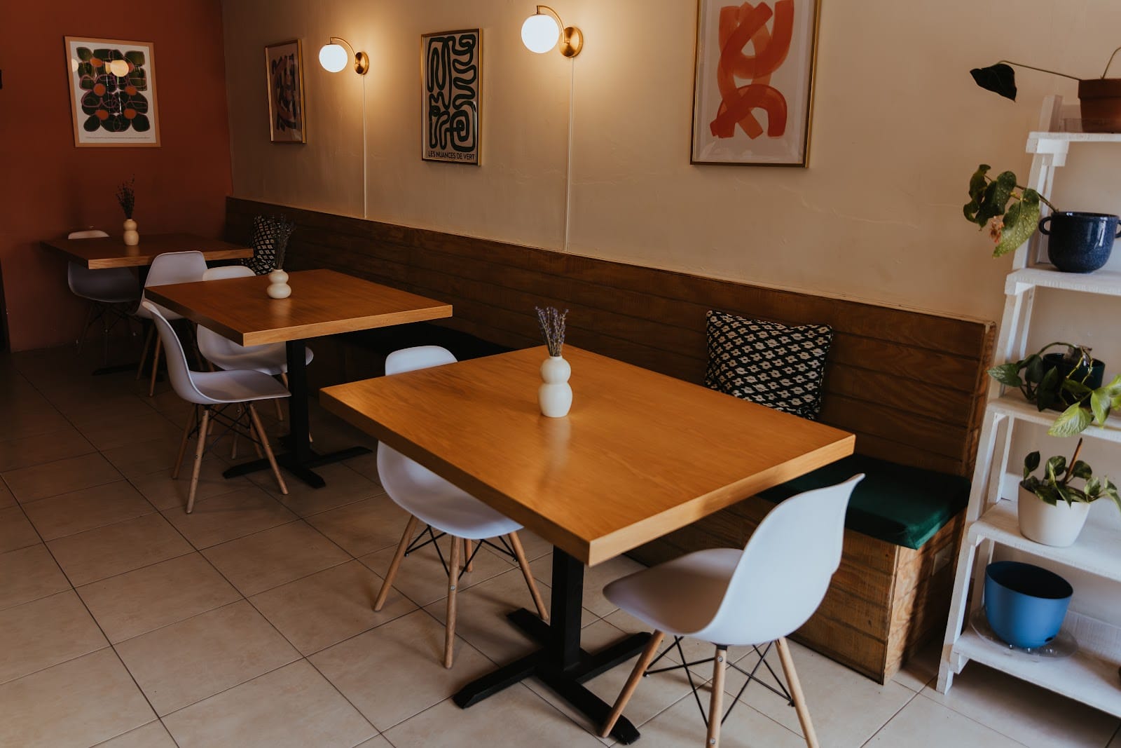 Pilea Barra de Café