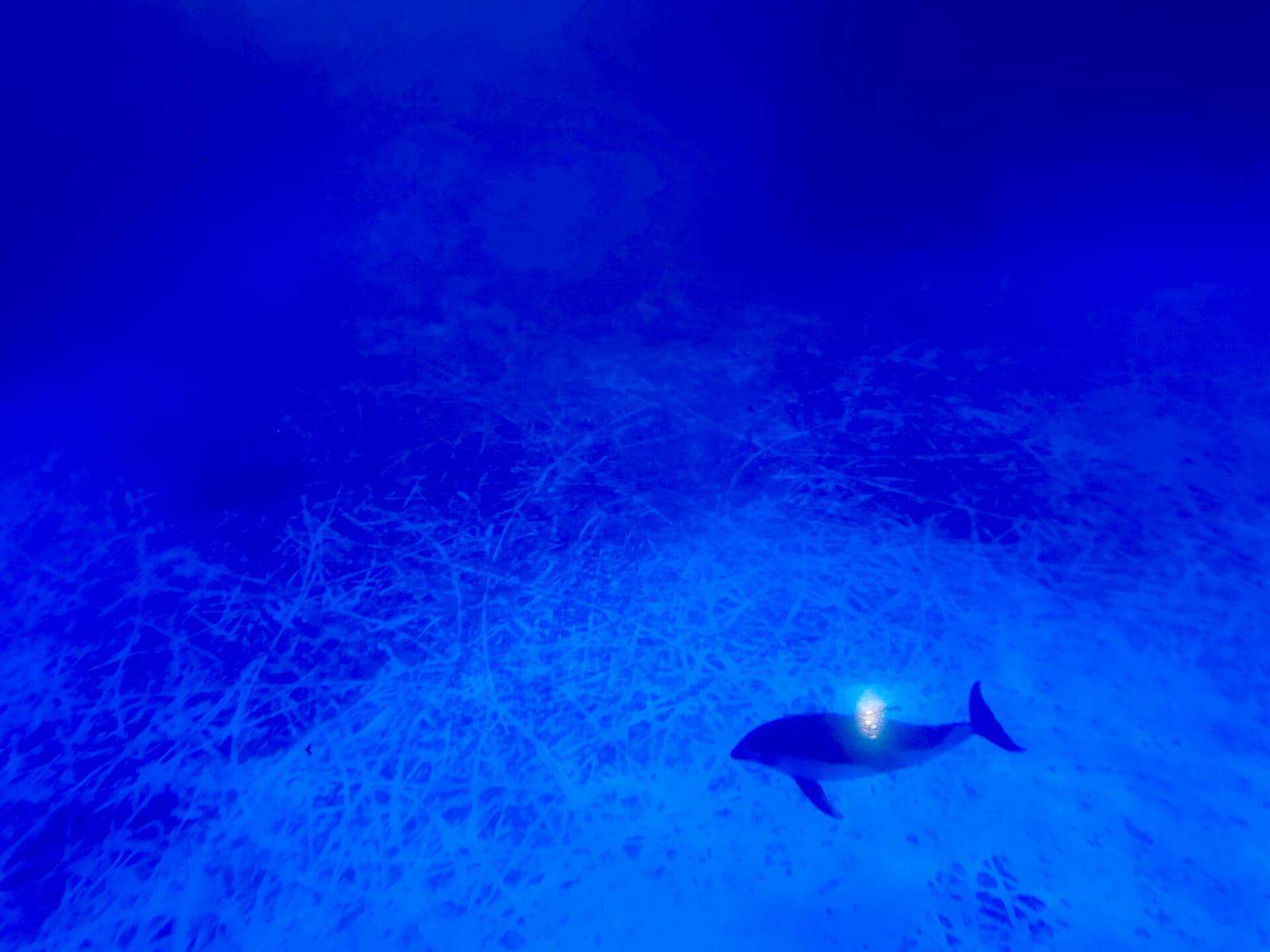 Deep Ocean Cafe photo 4