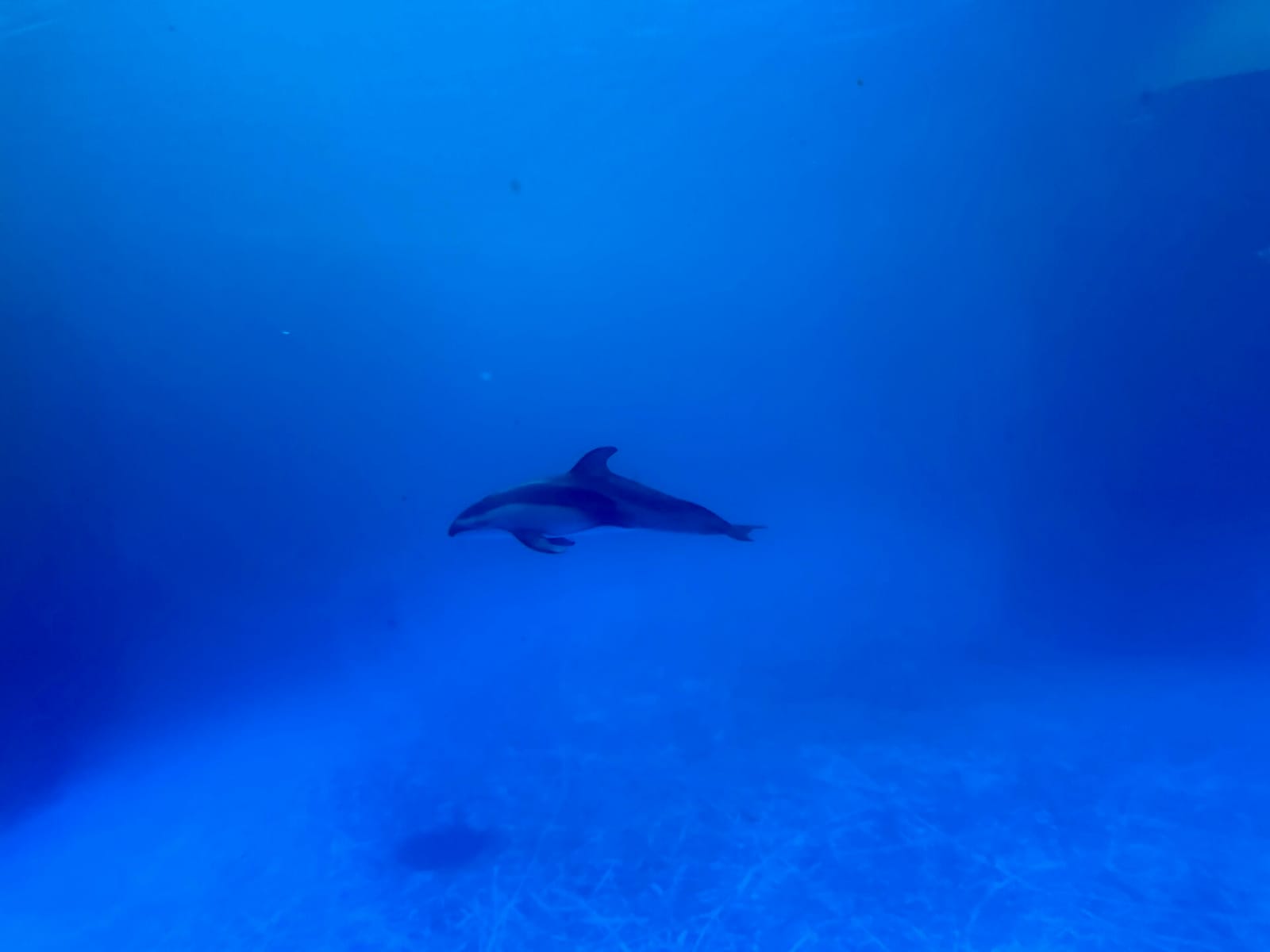 Deep Ocean Cafe photo 5