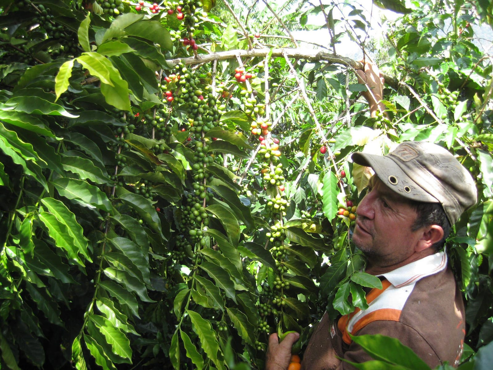 Coffee Bodega Farm-to-Table photo 4