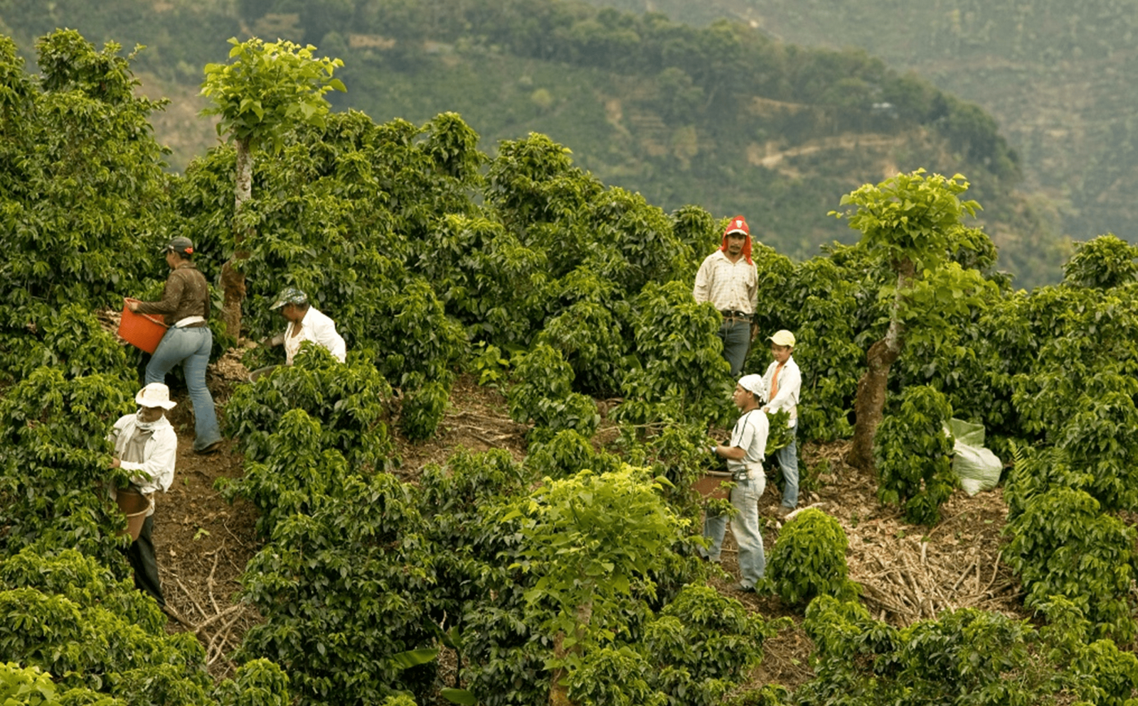 Coffee Bodega Farm-to-Table photo 2