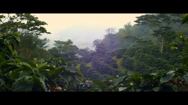 Dark Horse Coffee Roasters photo 7