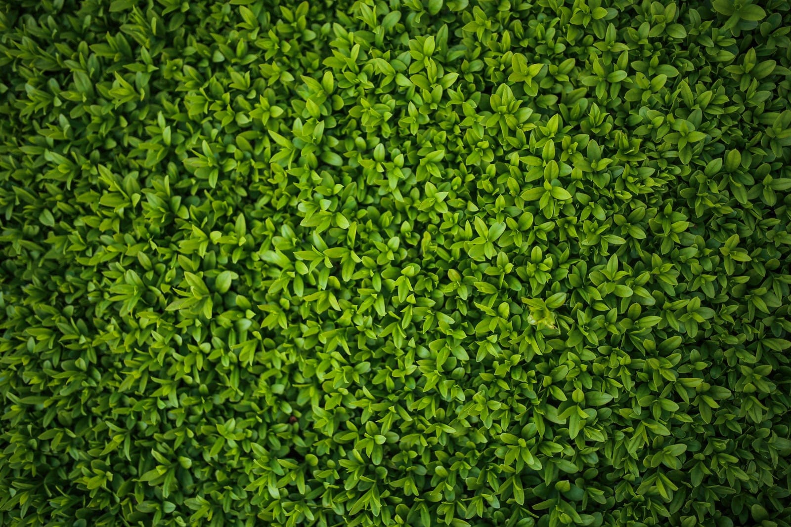 Loving Seed photo 5