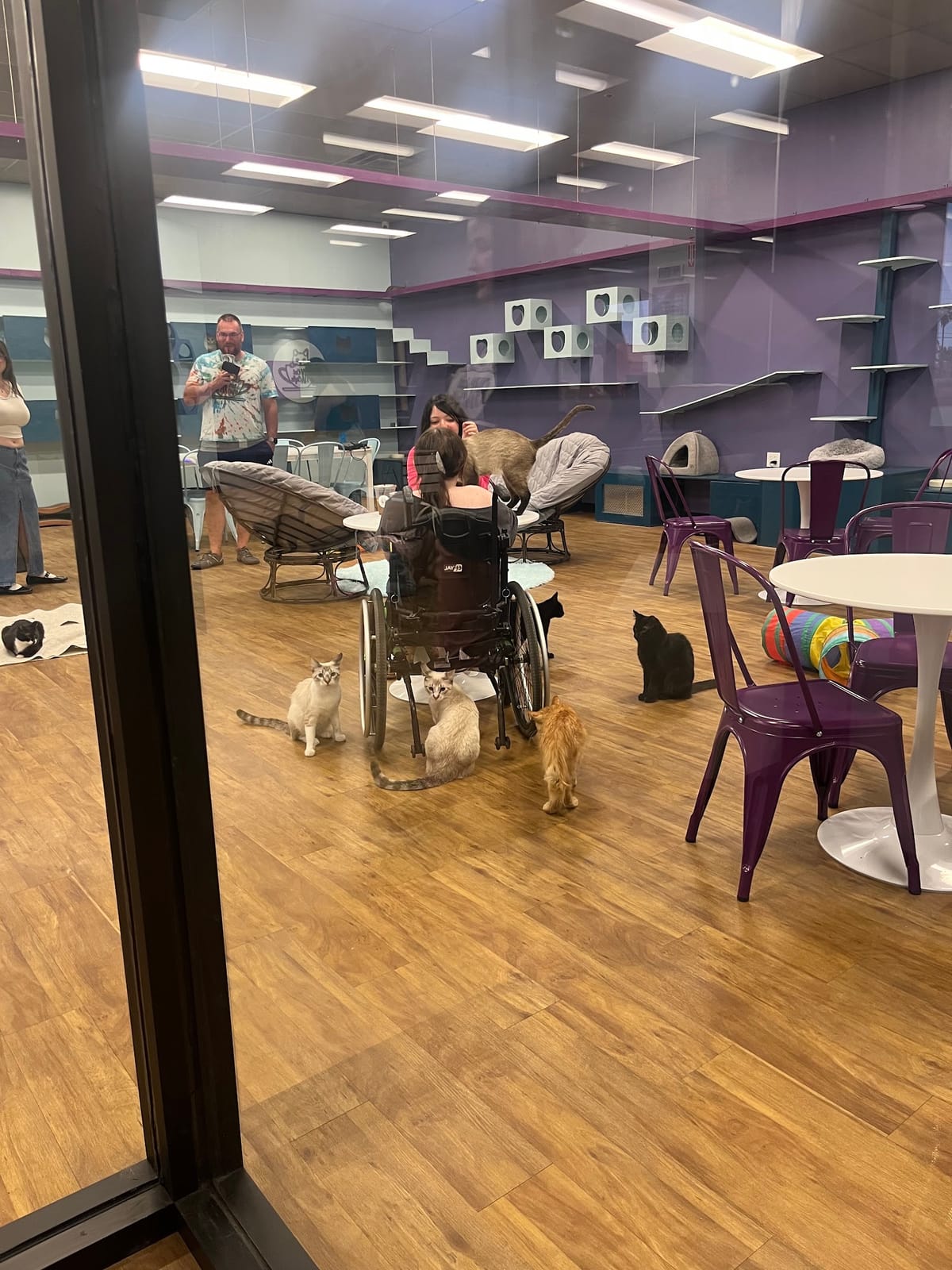 PHX Cat Cafe- North- RESERVATIONS REQUIRED