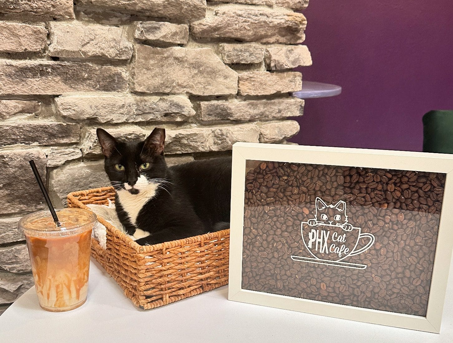PHX Cat Cafe- North- RESERVATIONS REQUIRED photo 2