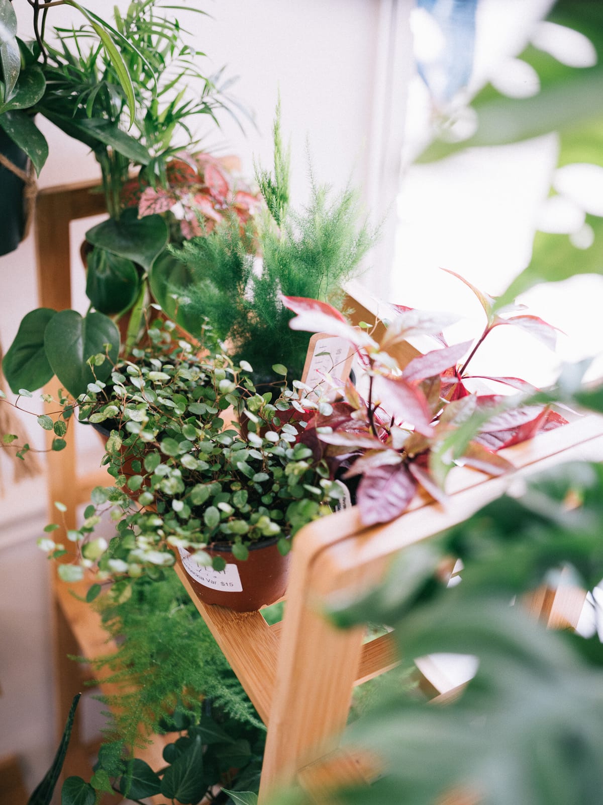 True Leaf Studio photo 3