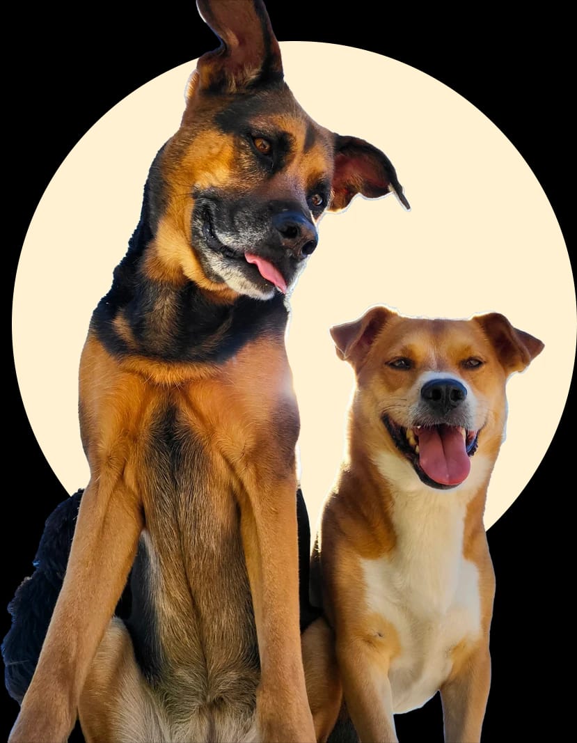K-9 Kountry photo 7