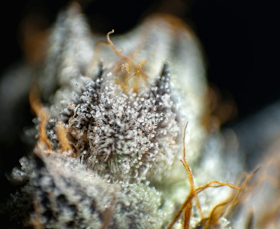 Cafe THCA photo 7