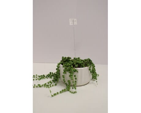 Lena's Flowers and Gifts photo 3
