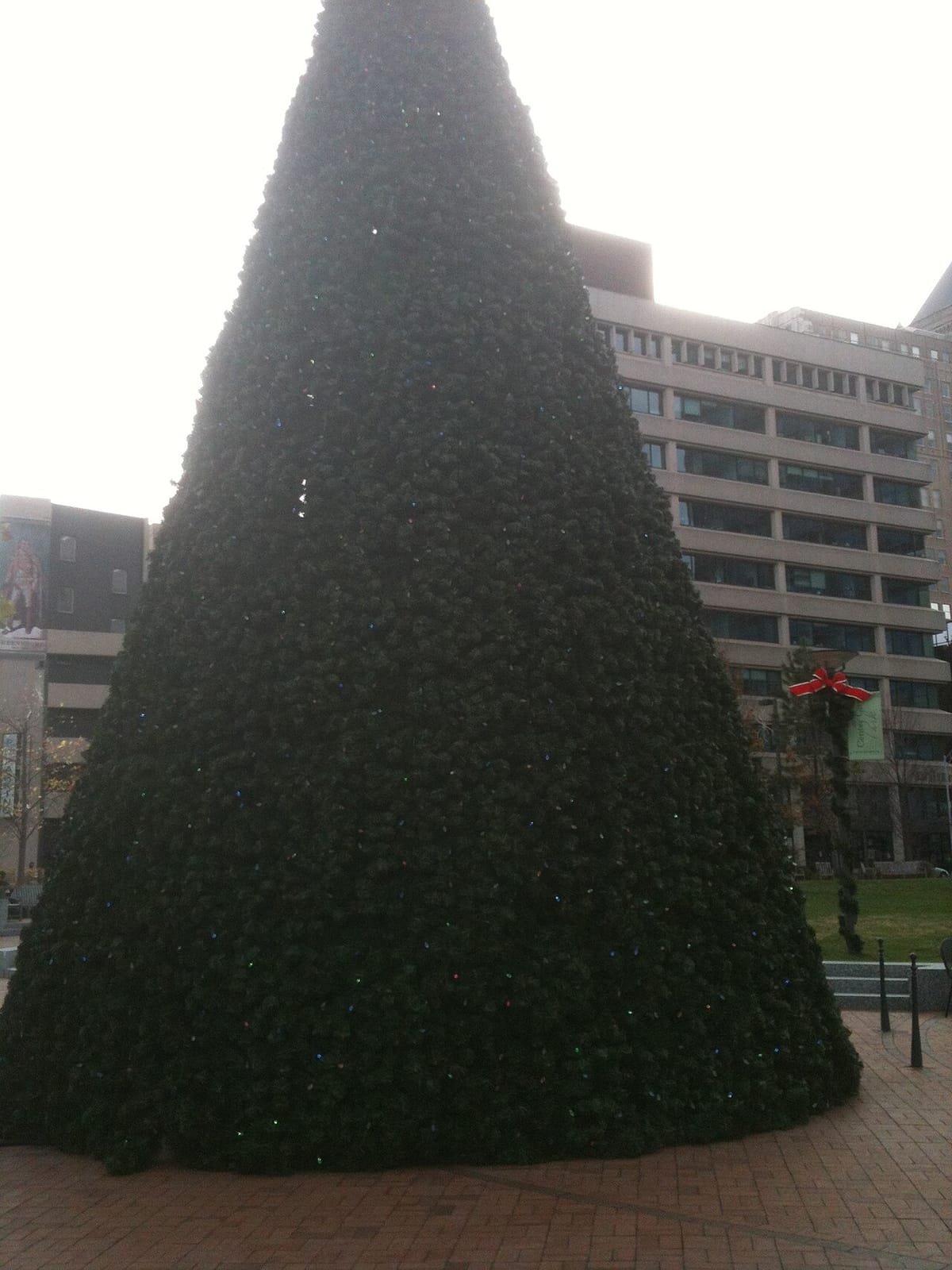 The Pines photo 2