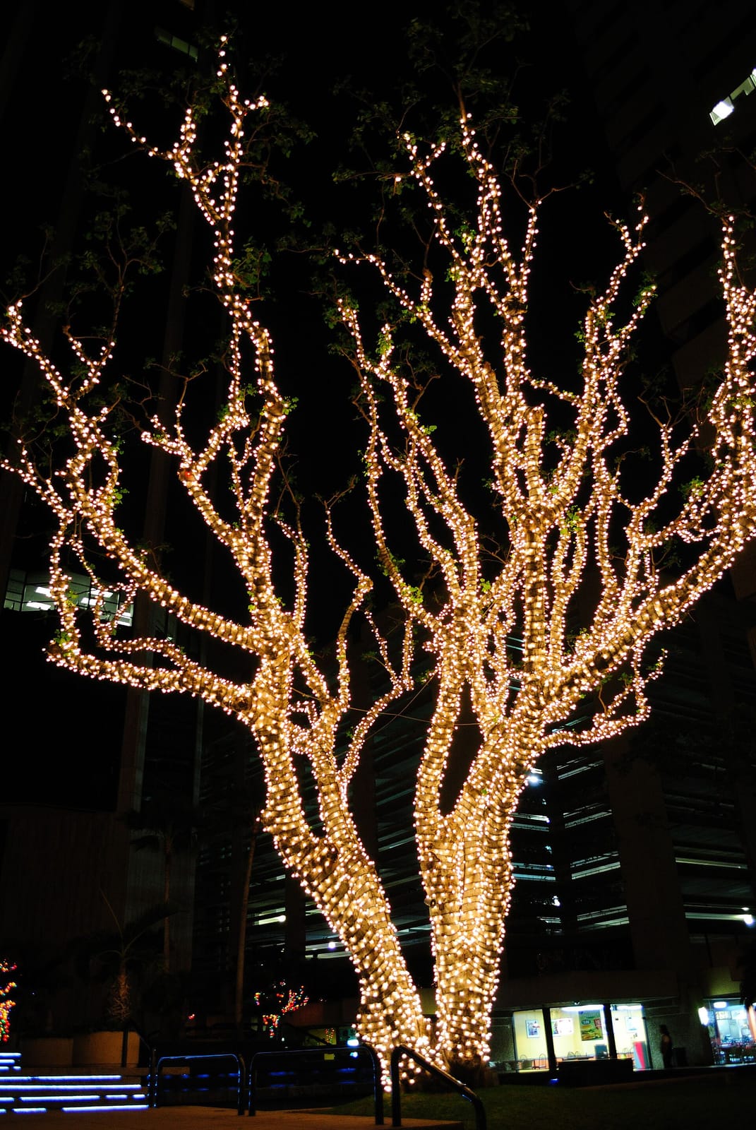 Honolulu Coffee at Bishop photo 5