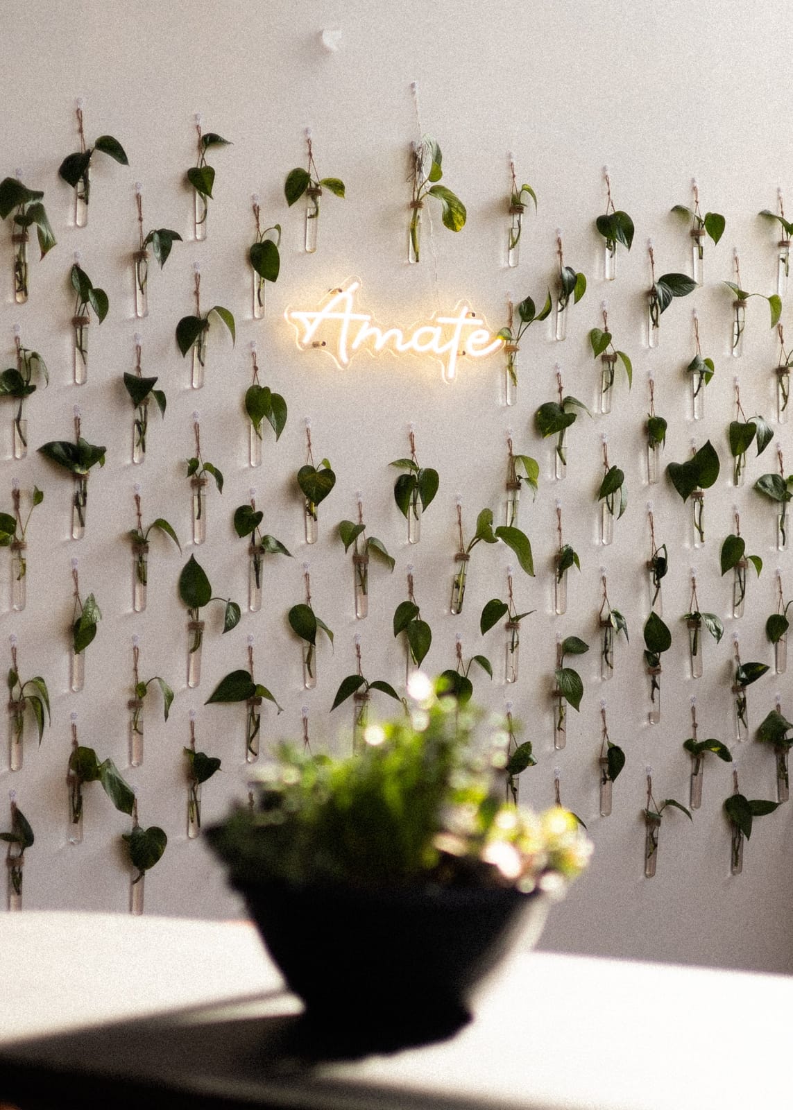Amate Coffee photo 6