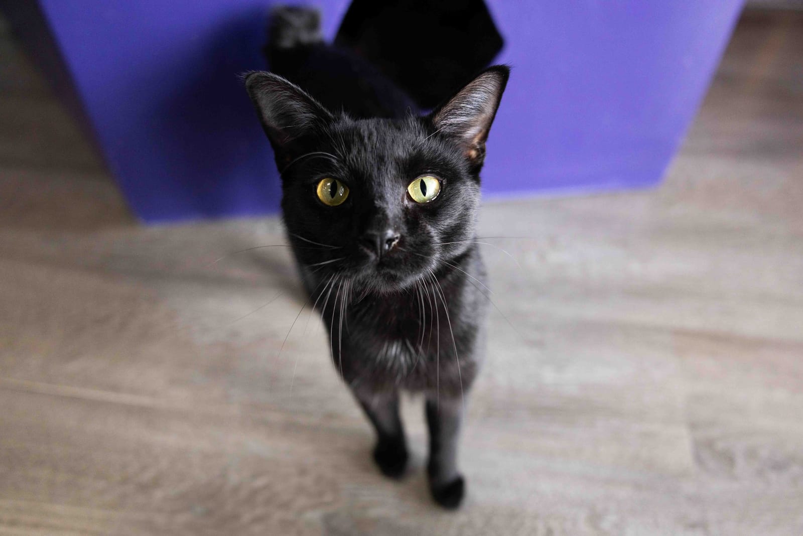 Constellation Cat Cafe photo 4