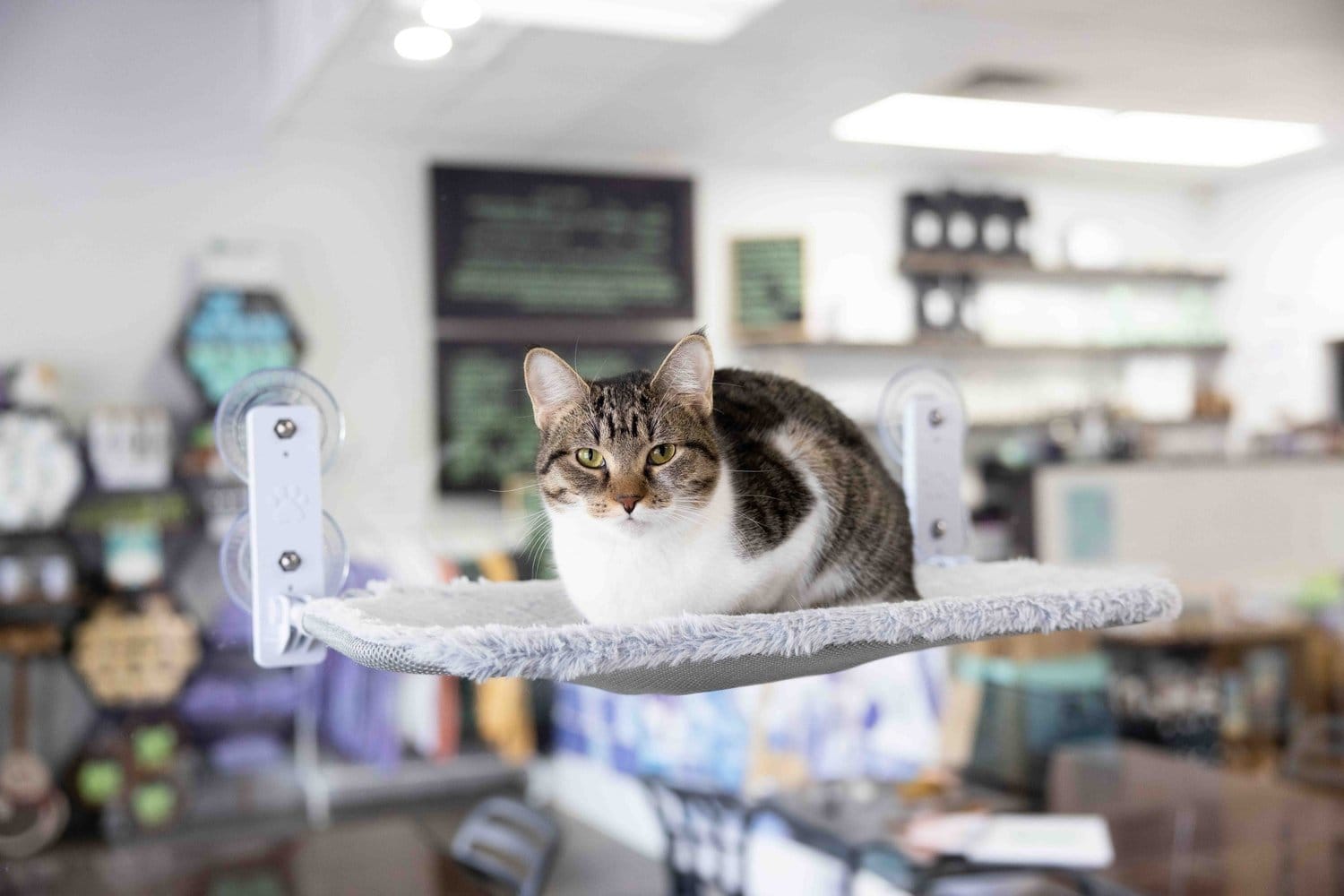 Constellation Cat Cafe photo 2