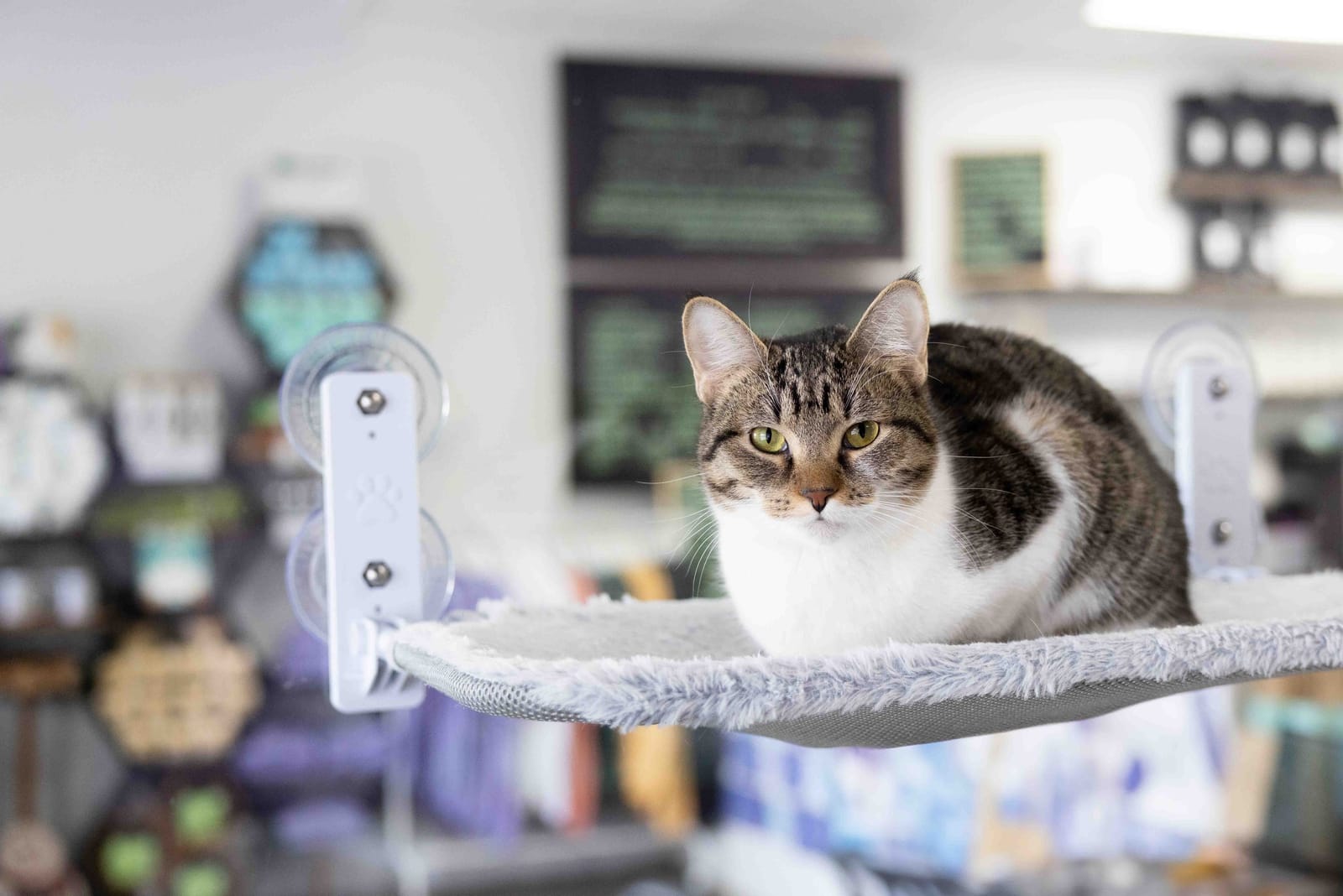 Constellation Cat Cafe photo 3