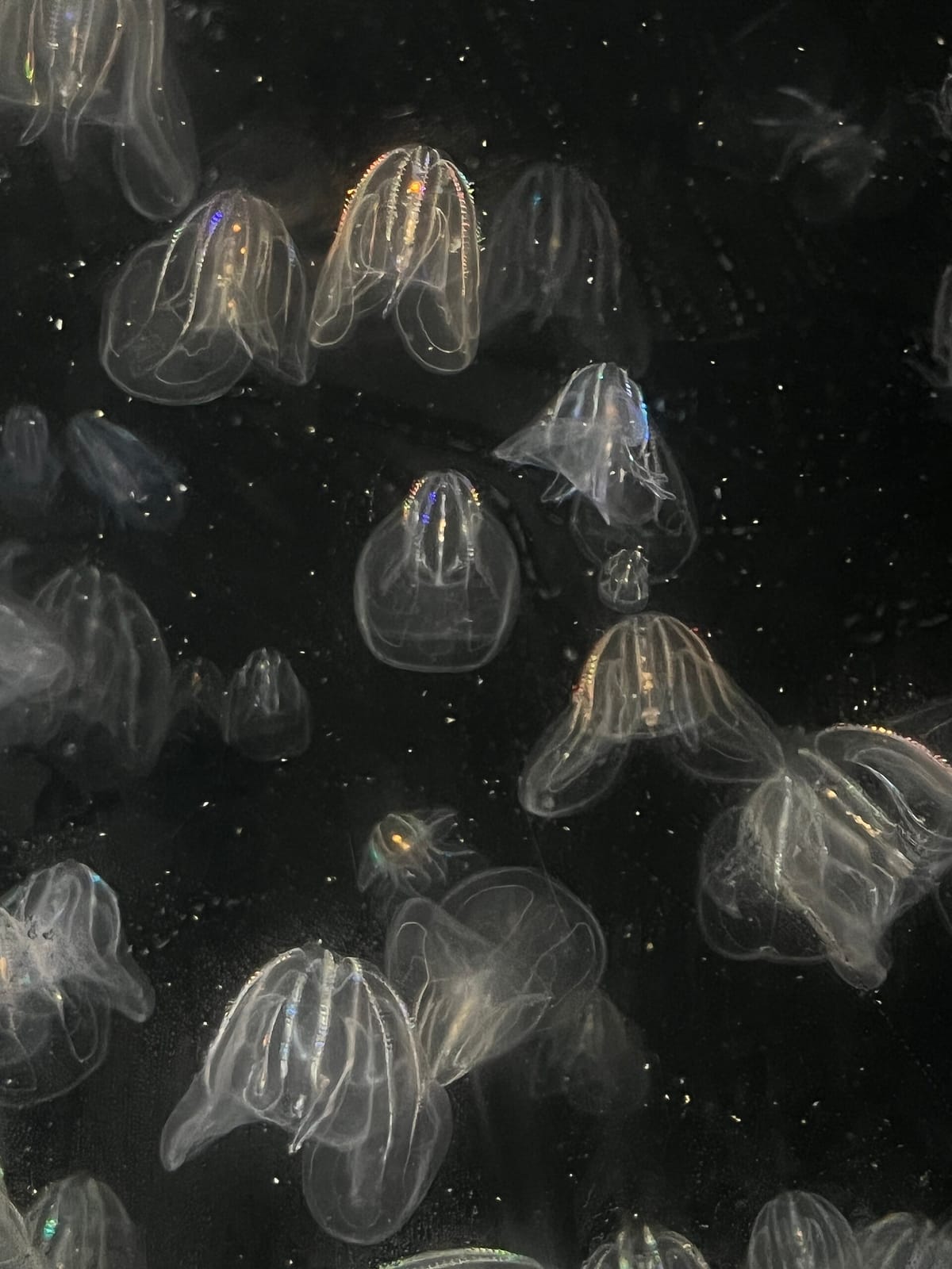 Café Scuba photo 10