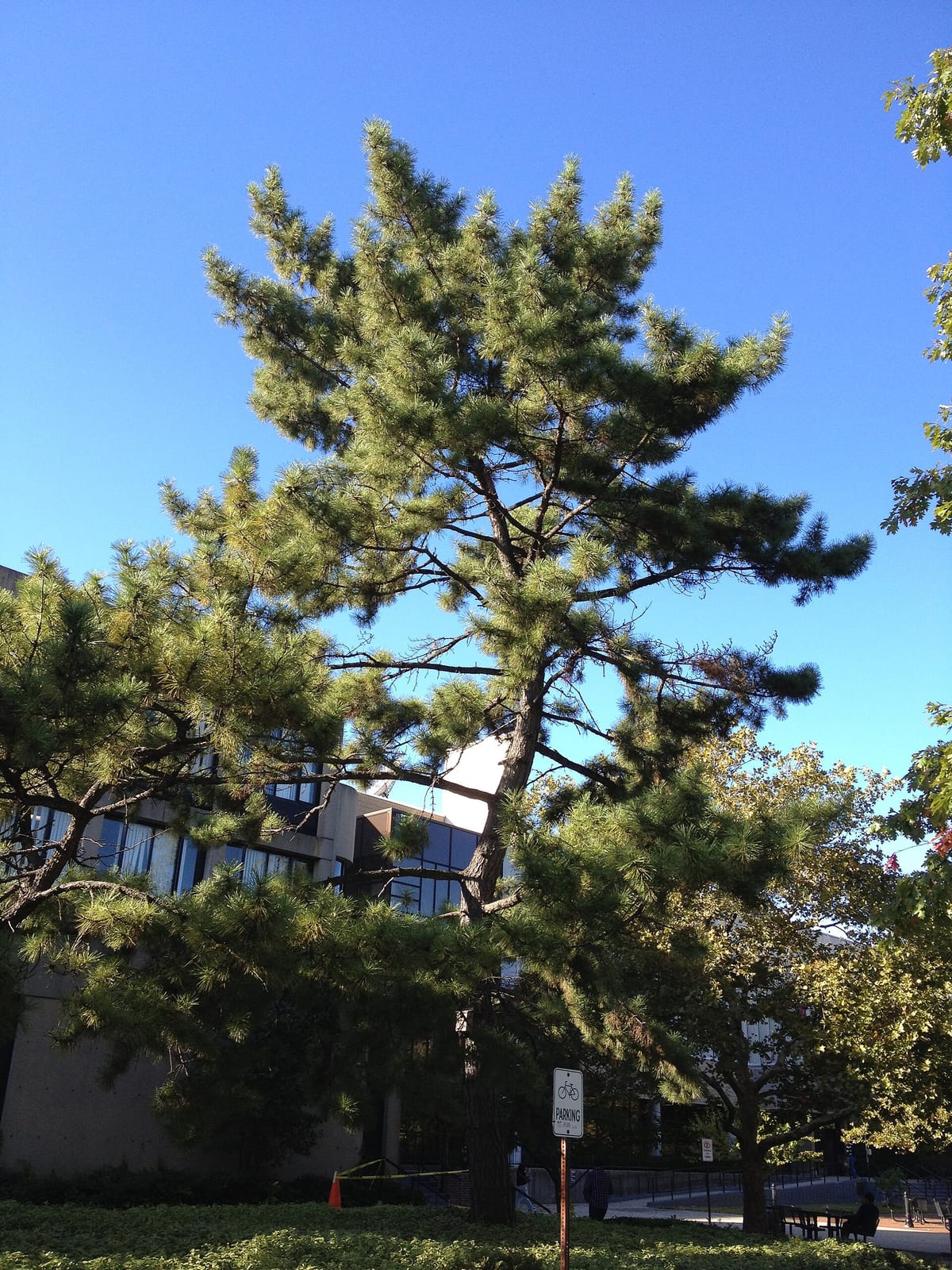 Starbucks Coffee Company photo 5