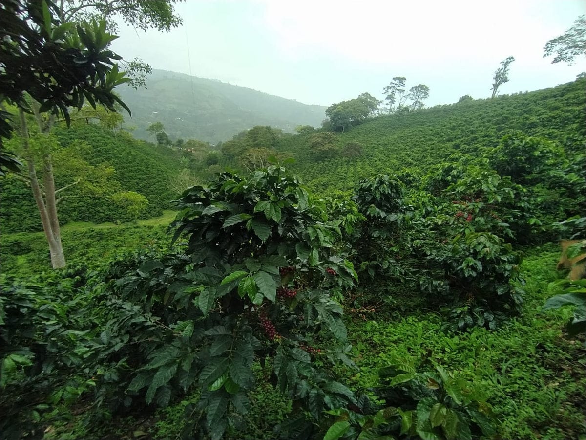 Futura Coffee Roasters photo 5