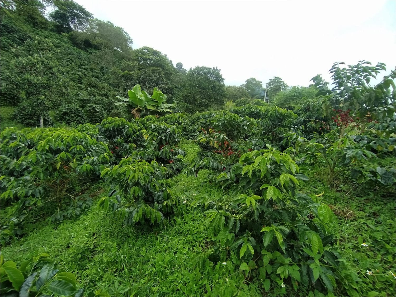 Futura Coffee Roasters photo 6