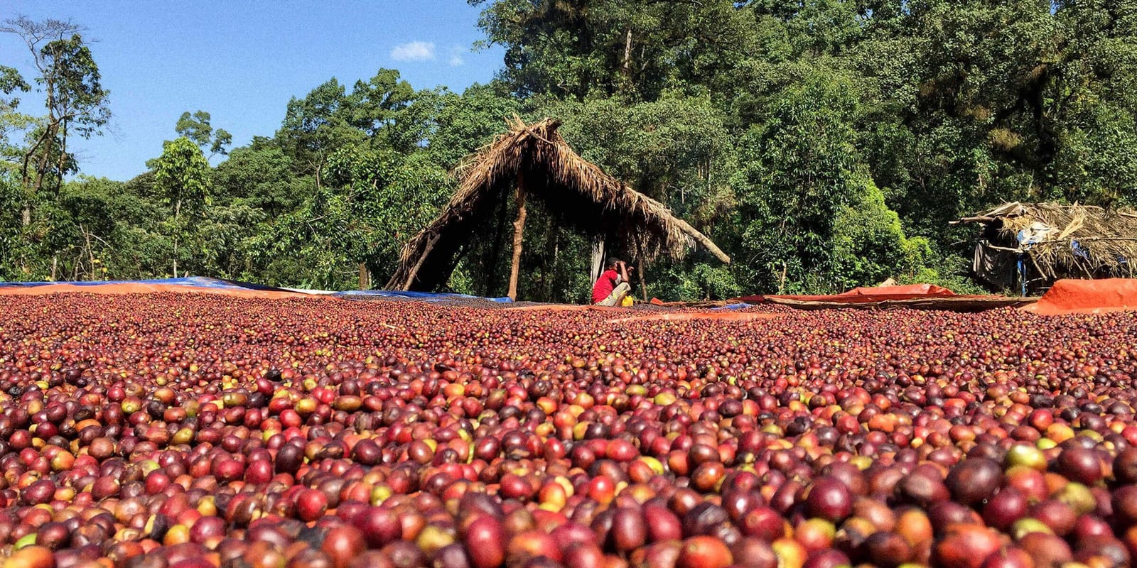 Coava Coffee Roasters