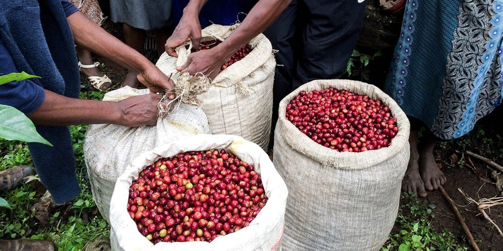 Coava Coffee Roasters photo 4