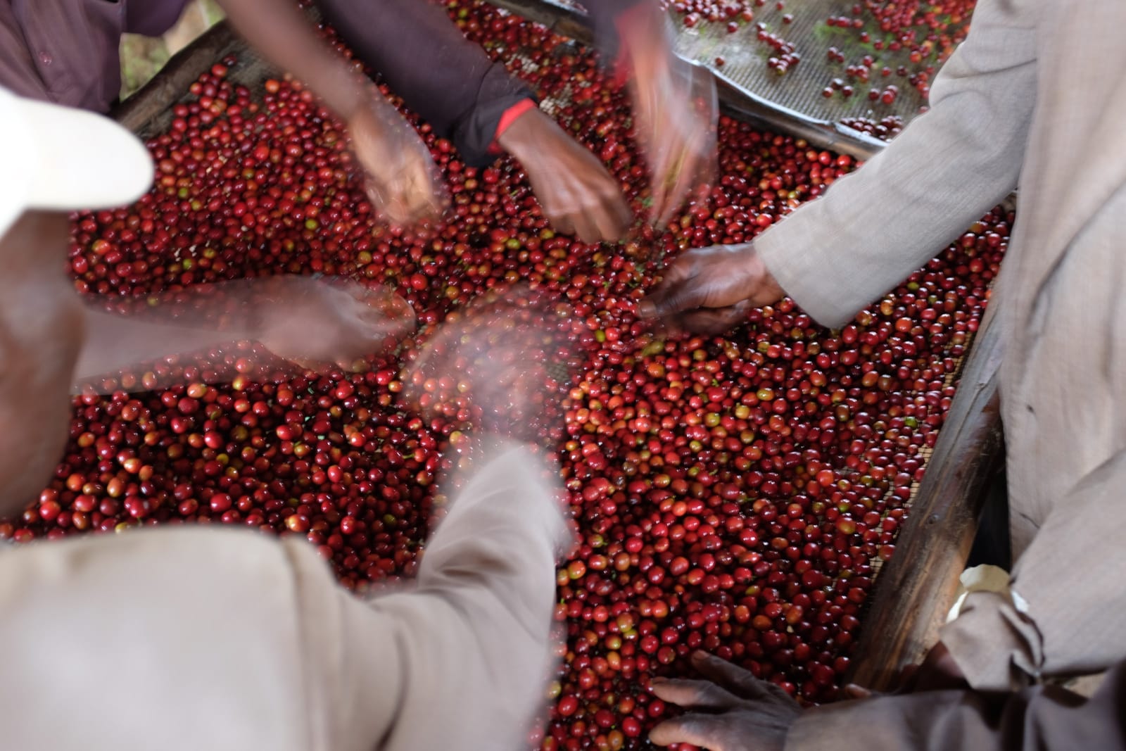 Peregrine Coffee Roasters photo 3