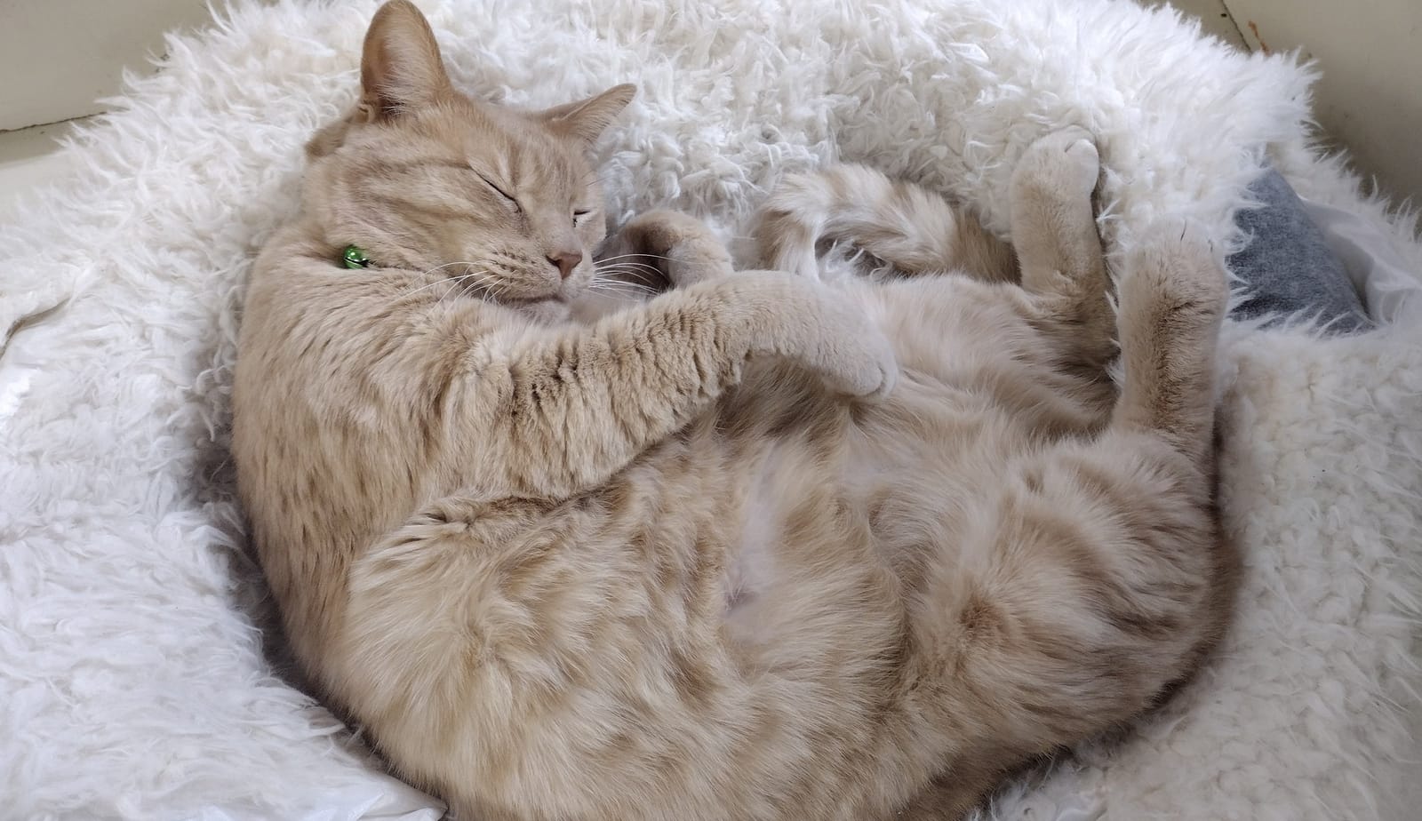 Kitty City Cat Museum photo 2