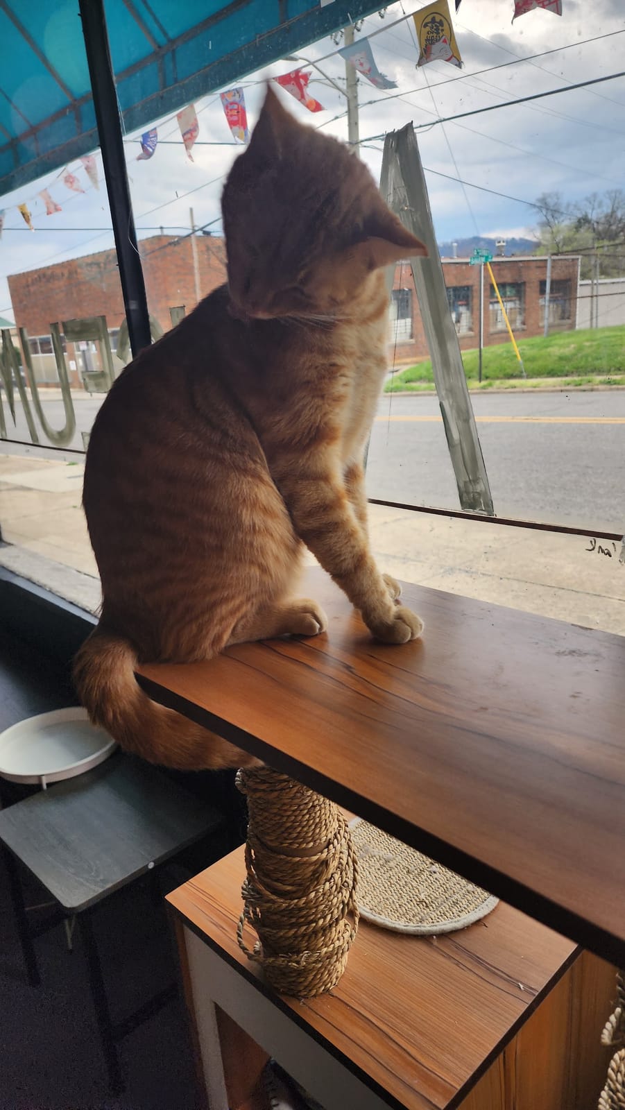 Kitty City Cat Museum