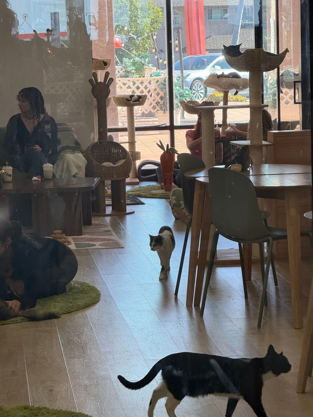 Fluffy Tail Cafe