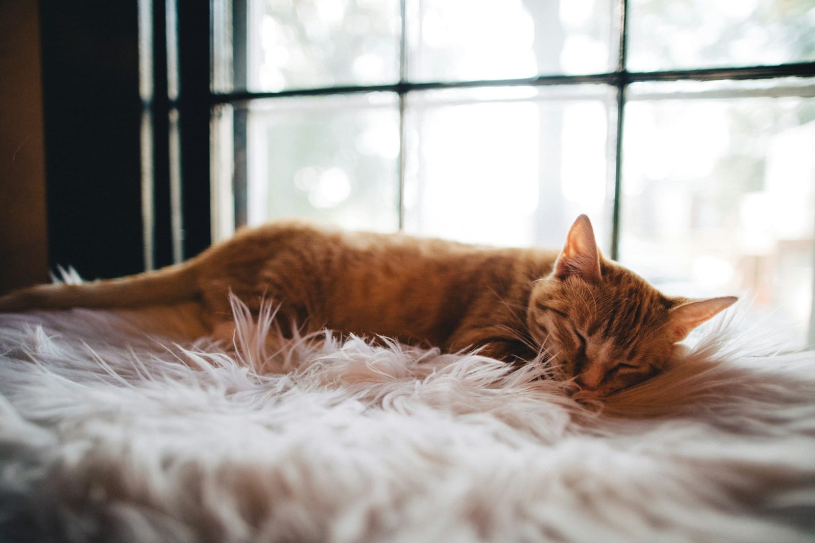 Fluffy Tail Cafe photo 3