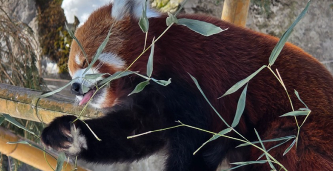 Rosamond Gifford Zoo photo 4