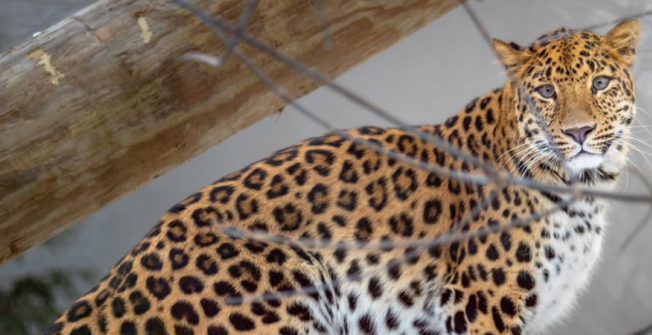 Rosamond Gifford Zoo photo 2