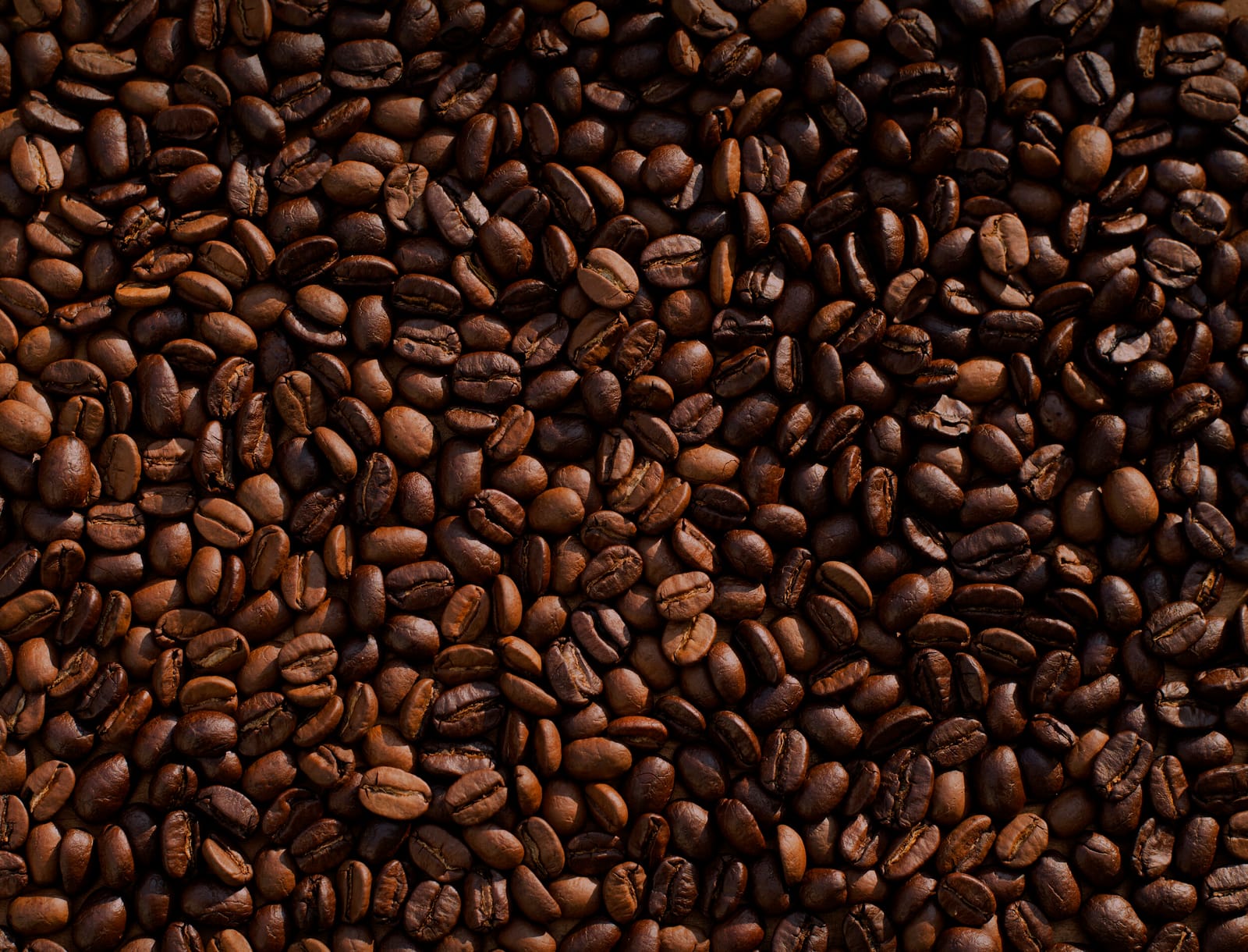 Alchemy Roast photo 2
