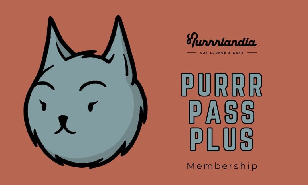 Purrrlandia Cat Lounge & Cafe photo 4