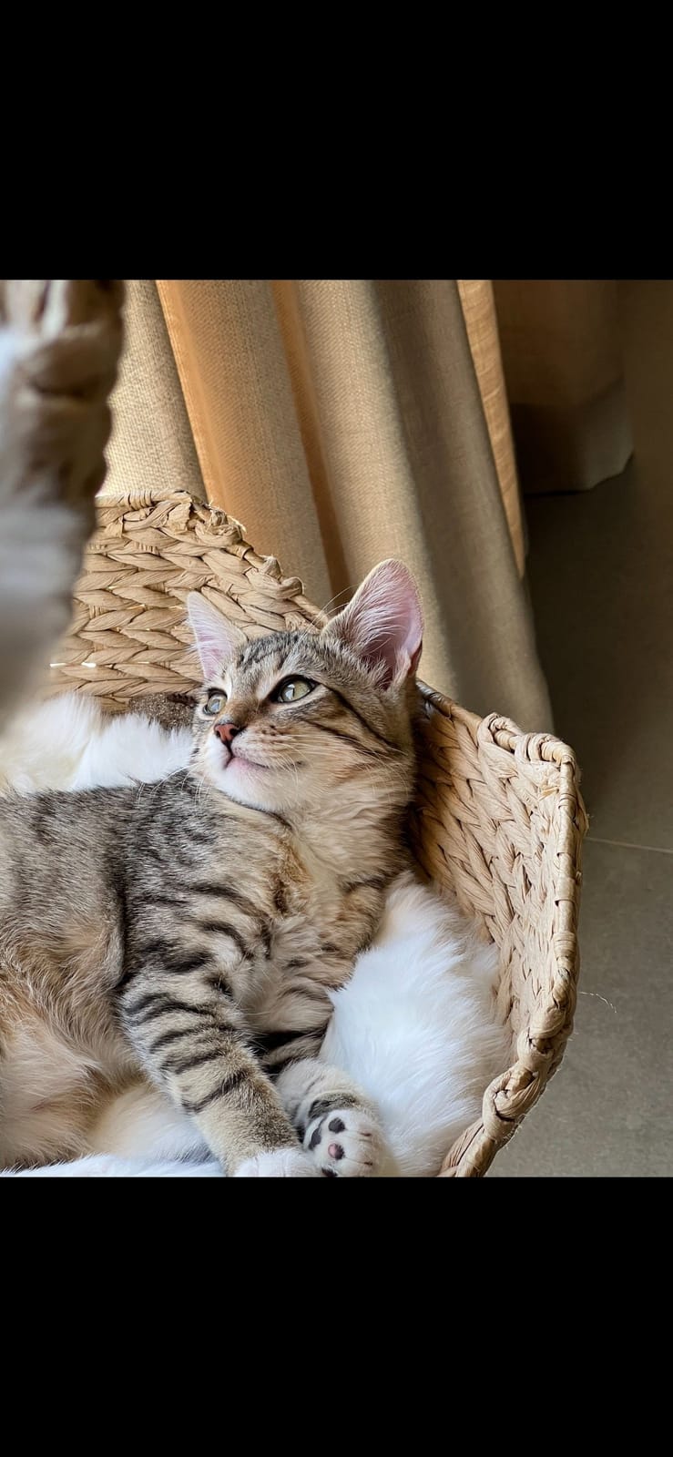 Purrrlandia Cat Lounge & Cafe photo 2