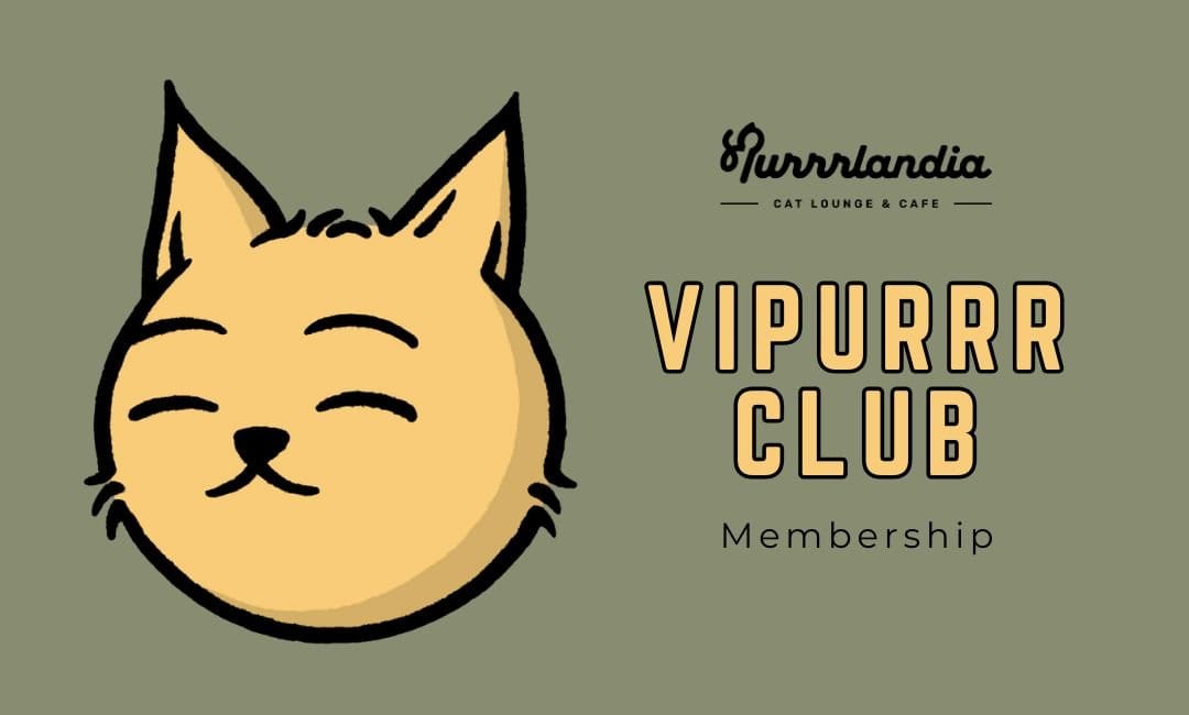 Purrrlandia Cat Lounge & Cafe photo 5