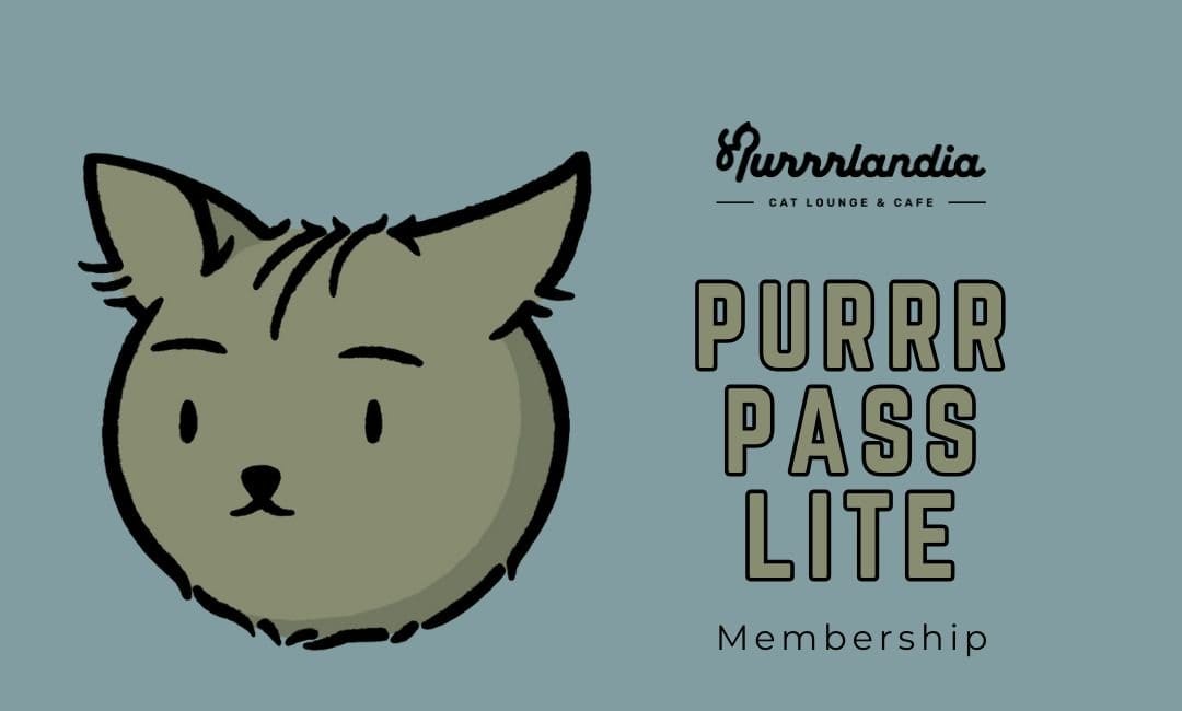 Purrrlandia Cat Lounge & Cafe photo 3