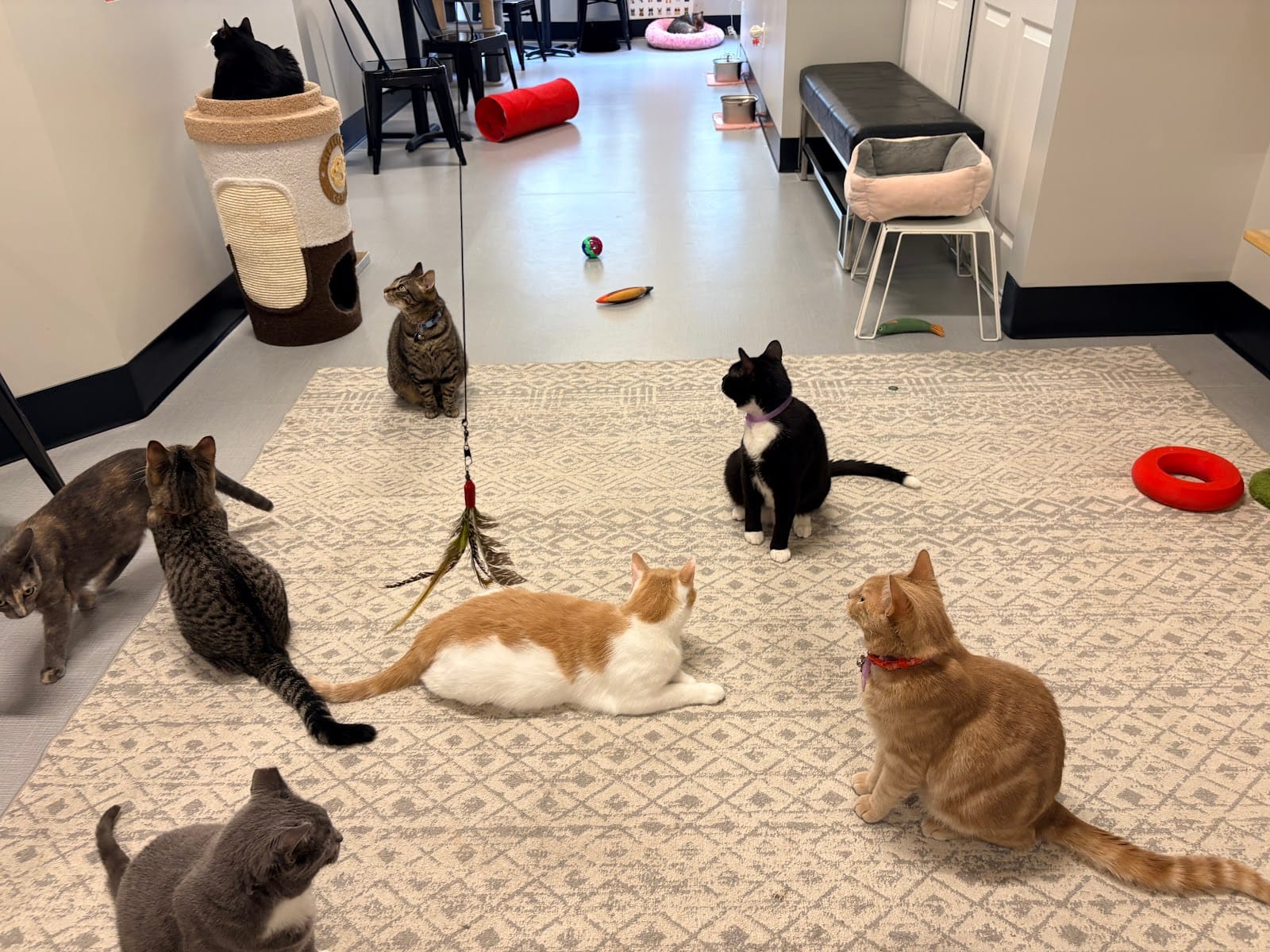 RubyCats Cat Cafe