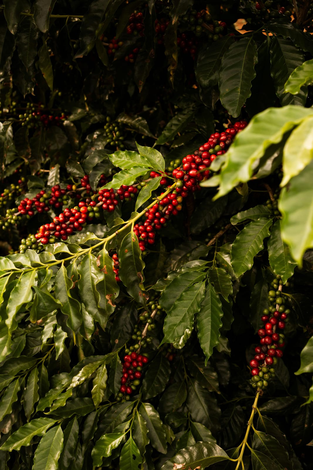 Ahava Coffee Roasters - West Canal photo 9