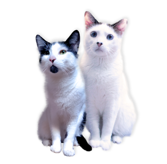 Milky & Coco's Kit-Tea Café photo 3