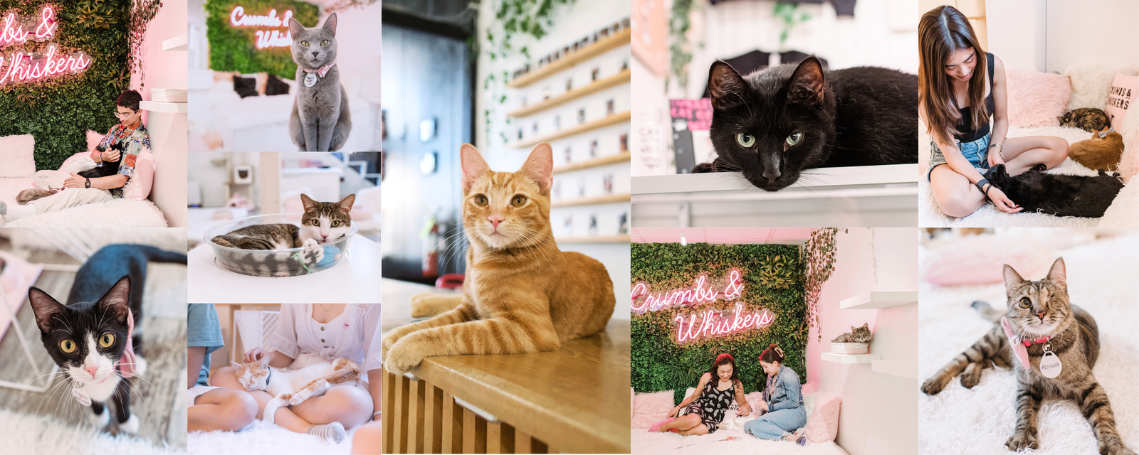 Crumbs & Whiskers photo 5