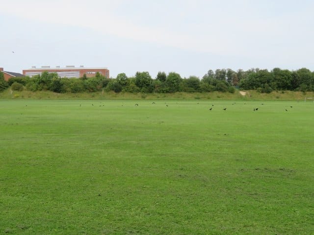 Park Social photo 3
