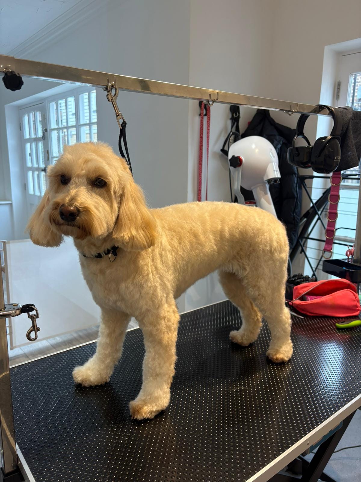 Bexley Paw Parlour - Dog Grooming Salon