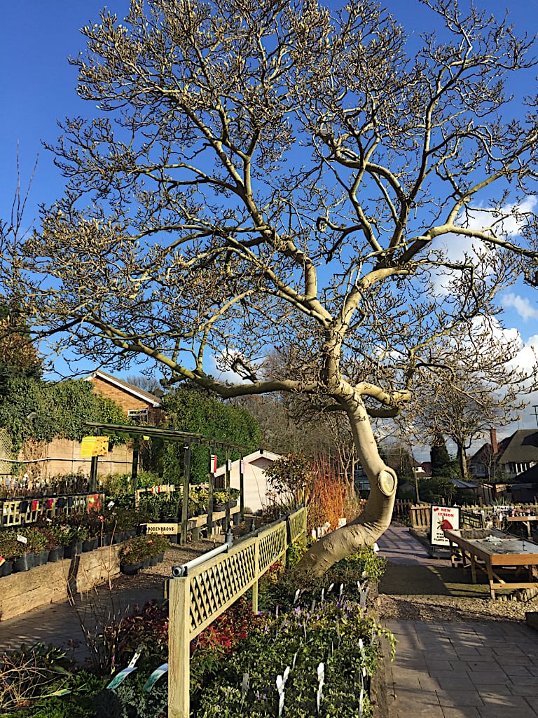 Hall's Garden Centre photo 10