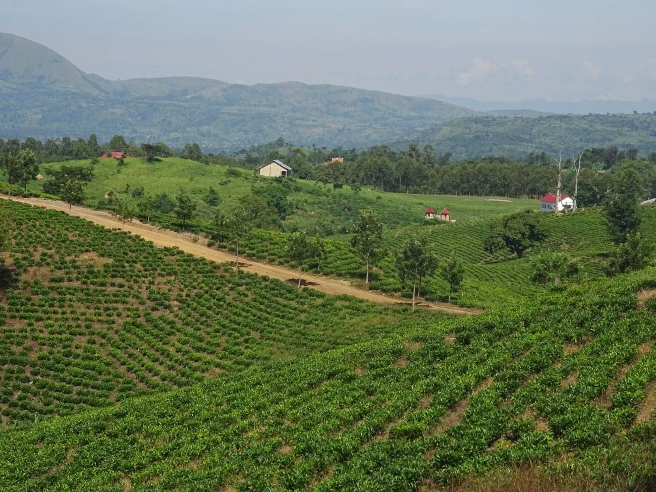 Bora Coffee Co photo 4